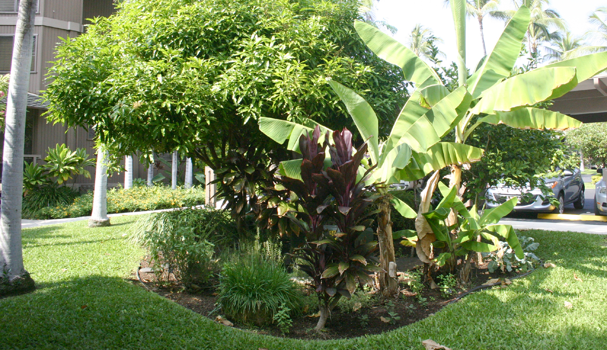 herb garden near the admin building